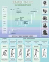 Стенд "Эволюция человека" (вариант 1) - «globural.ru» - Сыктывкар