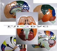 Модель барельефная "Доли, извилины, цитоархитектонические поля головного мозга" (5 планшетов) - «globural.ru» - Сыктывкар