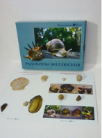 Коллекция "Раковины моллюсков" (вариант 2) - «globural.ru» - Сыктывкар