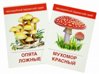Раздаточные карточки "Грибы съедобные и не съедобные" - «globural.ru» - Сыктывкар