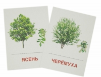Раздаточные карточки "Деревья и кустарники" - «globural.ru» - Сыктывкар