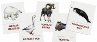 Раздаточные карточки "Животные холодных широт" - «globural.ru» - Сыктывкар