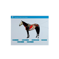 Стенд-планшет светодинамический "Изучение пищеварительной системы сельскохозяйственных животных" со сменными панелями - «globural.ru» - Сыктывкар