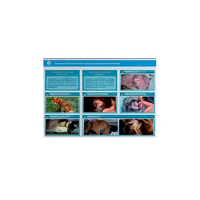 Стенд-планшет светодинамический "Изучение типических патологических процессов в организмах животных" - «globural.ru» - Сыктывкар