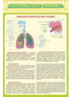 Стенд "Дыхательная система" - «globural.ru» - Сыктывкар