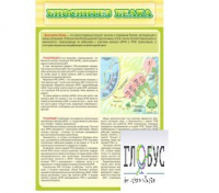 Стенд "Биосинтез белка" - «globural.ru» - Сыктывкар