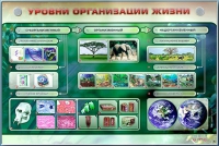 Электрифицированный стенд "Уровни организации жизни" - «globural.ru» - Сыктывкар