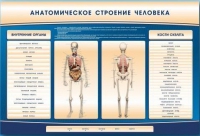 Электрифицированный стенд-тренажер c макетом скелета "Анатомическое строение человека" - «globural.ru» - Сыктывкар