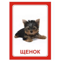 Логопедка "Щ, Х" (логопедические карточки) - «globural.ru» - Сыктывкар