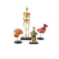 Дидактическое пособие по окружающему миру «Изучаем строение человека» (Анатомические модели) - «globural.ru» - Сыктывкар