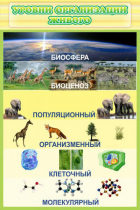 Стенд "Уровни организации живого" - «globural.ru» - Сыктывкар