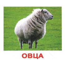 .Карточки Домана "Домашние животные" - «globural.ru» - Сыктывкар