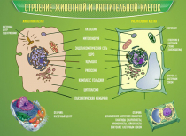 Стенд "Строение животной и растительной клеток" - «globural.ru» - Сыктывкар