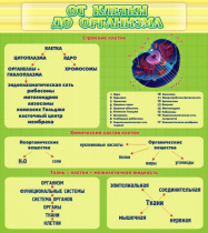 Стенд "От клетки до организма" - «globural.ru» - Сыктывкар