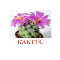 Карточки Домана "Цветы-2" - «globural.ru» - Сыктывкар