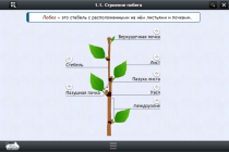Интерактивные курсы. Биология 6 класс. Расширенный - «globural.ru» - Сыктывкар