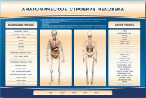 Электрифицированный стенд-тренажер c макетом скелета "Анатомическое строение человека" - «globural.ru» - Сыктывкар