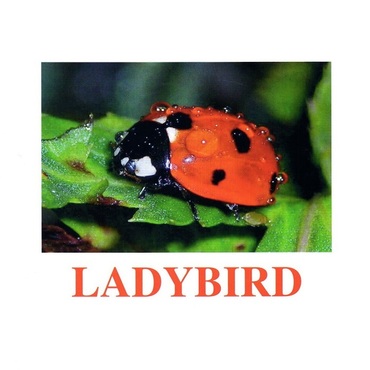 "Insects" ("Насекомые") английские карточки Домана - «globural.ru» - Сыктывкар