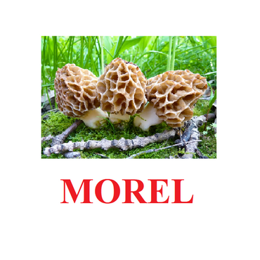 "Mushrooms" ("Грибы") английские карточки Домана - «globural.ru» - Сыктывкар