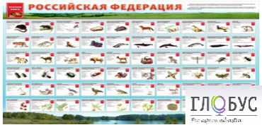 Стенд "Красная книга РФ" - «globural.ru» - Сыктывкар