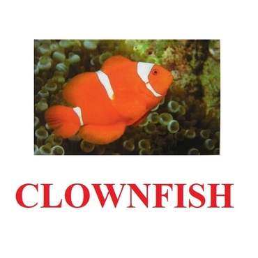 "Fish" ("Рыбы") английские карточки Домана - «globural.ru» - Сыктывкар