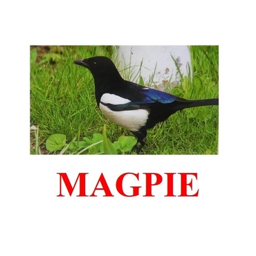 "Birds-2" ("Птицы-2") английские карточки Домана - «globural.ru» - Сыктывкар